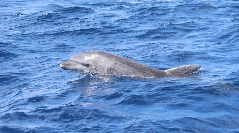 Pesquisadores de Fernando de Noronha fazem campanha para 'batizar' golfinho-nariz-de-garrafa, que apareceu sozinho no arquipélago