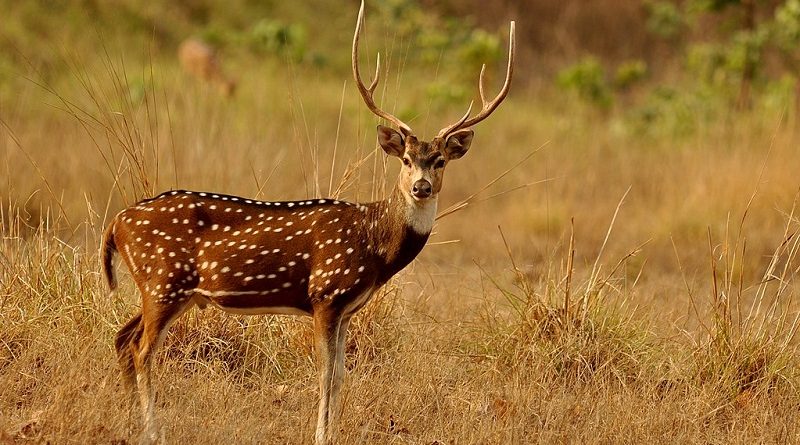 Cervos e Corsas - Biodiversidade 