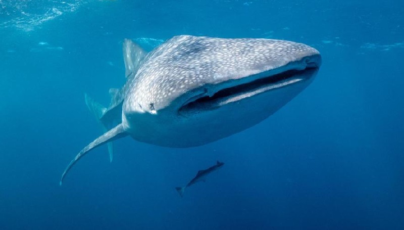 Não bastasse ser o maior peixe dos oceanos, tubarão-baleia ganha novo título: maior onívoro do planeta