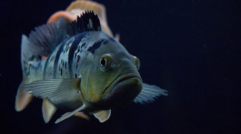 Cientistas filmam o peixe mais profundo de todos os tempos no fundo do mar  no Japão