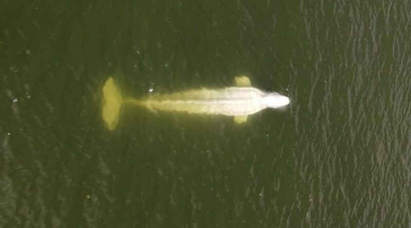 Morre beluga encalhada no rio Sena, próximo a Paris