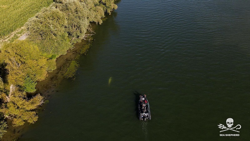 Especialistas tentam de tudo para salvar baleia beluga que foi parar no rio Sena, na França