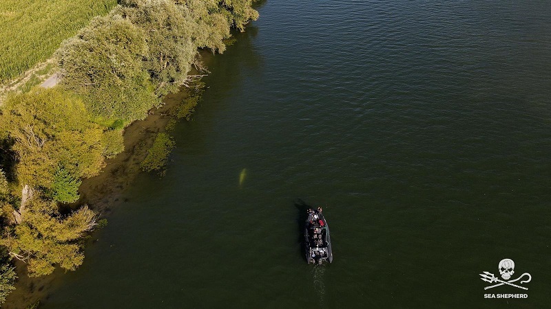 MORREU a BALEIA BELUGA encontrada no RIO SENA 