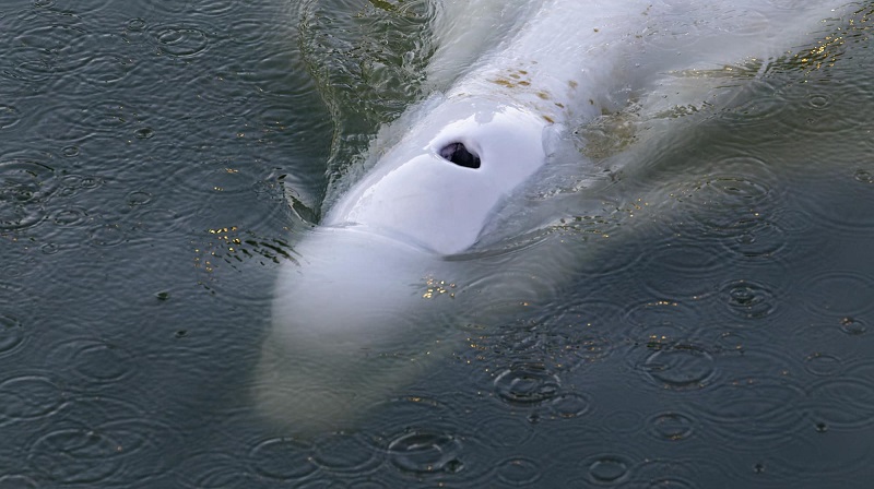 Acabei De Descobrir Que O Gato Beluga Morreu #gatomorreu #gato