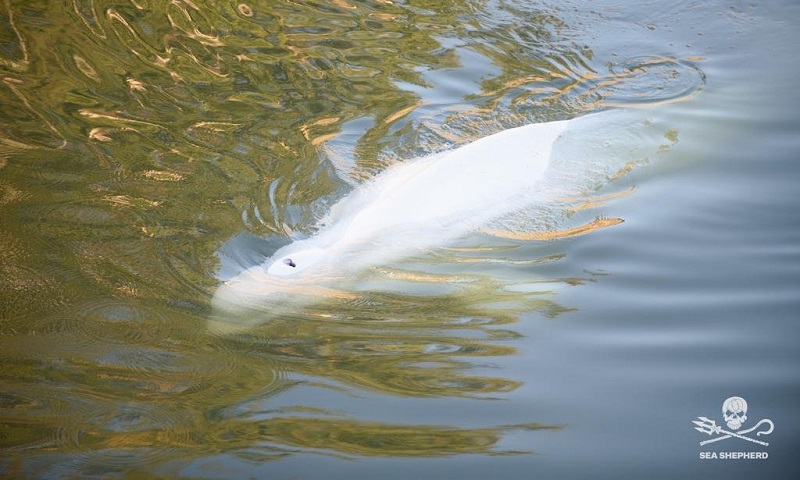 Baleia beluga que se perdeu no rio Sena morre por eutanásia