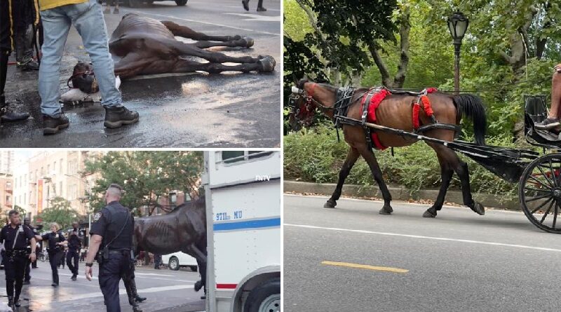 Planeta Animal - Cavalos 