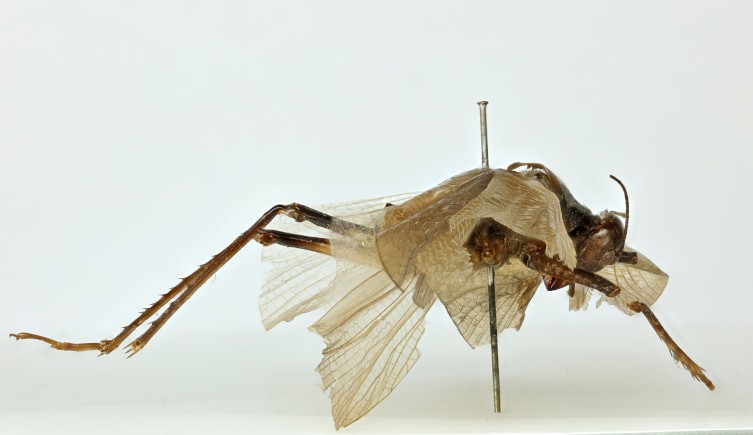 Cientistas recriam o cricrilar de um inseto desaparecido há 150 anos na tentativa de reencontrar espécie