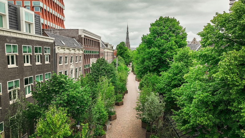 Floresta itinerante, com 1 mil árvores, está percorrendo ruas de uma cidade na Holanda para ressaltar a importância delas no ambiente urbano