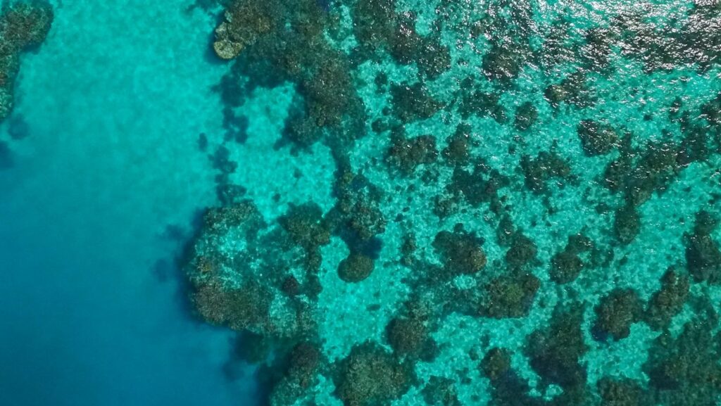 Regiões central e ao norte da Grande Barreira na Austrália registram a maior cobertura de corais dos últimos 36 anos