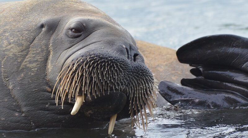 Dias após sacrifício da morsa Freya, noruegueses ainda criticam a decisão  do governo de matar o animal