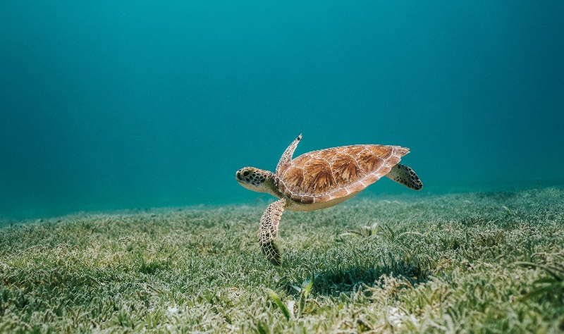99% dos filhotes de tartarugas têm nascido fêmeas como resultado do aquecimento global, alertam cientistas 
