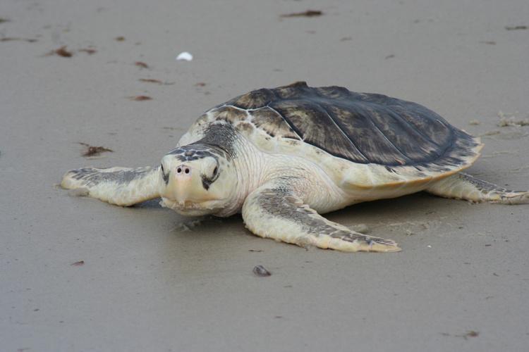 A menor das espécies de tartaruga marinha volta a se reproduzir após 75 anos em ilha no Golfo do México