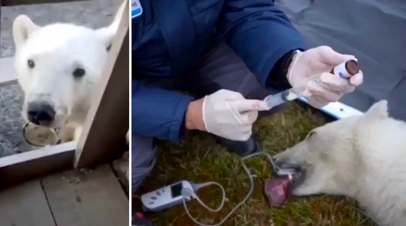Ursa polar com lata presa na língua 'pede ajuda' e é resgatada por veterinários do Zoológico de Moscou