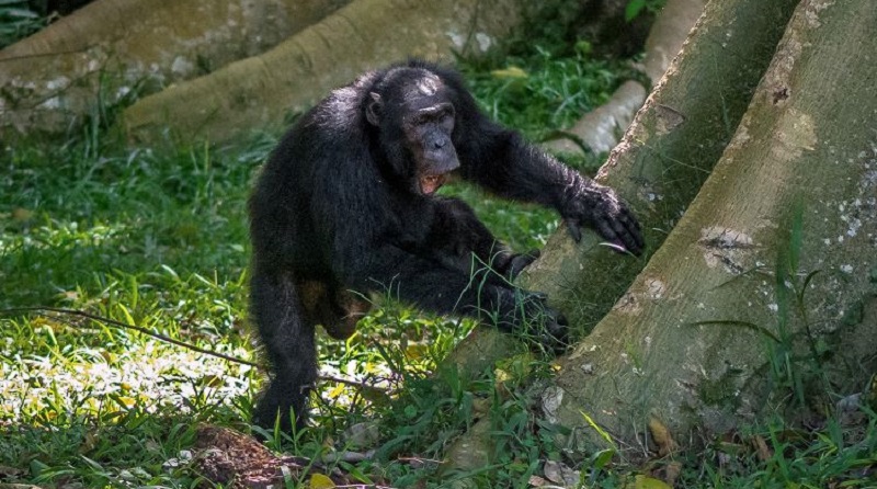 Macaco chimpanzé na árvore em kibale nat generative ai