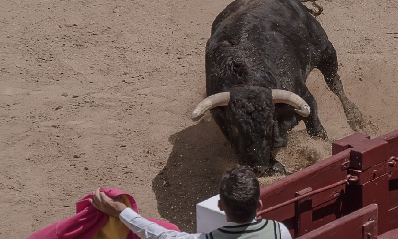 Morreu o homem ferido por um touro durante festival em Espanha - Mundo -  Correio da Manhã