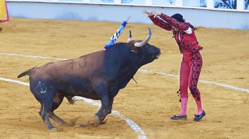 Lama, perigo e lesões: a corrida de touros que se tornou uma atração  turística internacional - Fotos - R7 Hora 7