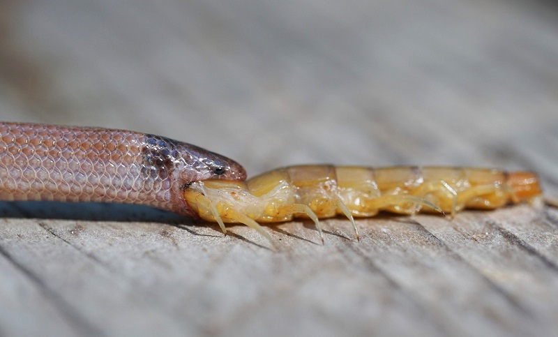 Cobras exóticas dos EUA são encontradas em casa no interior de SP