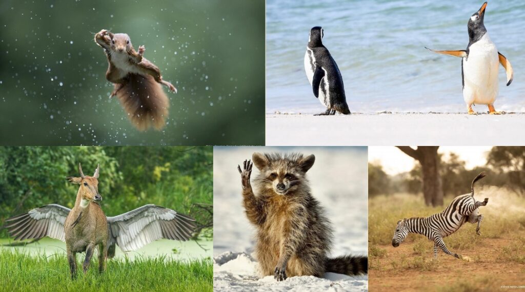 Hora de dar risada e votar: qual é sua imagem preferida entre os finalistas do Comedy Wildlife Photography 2022?