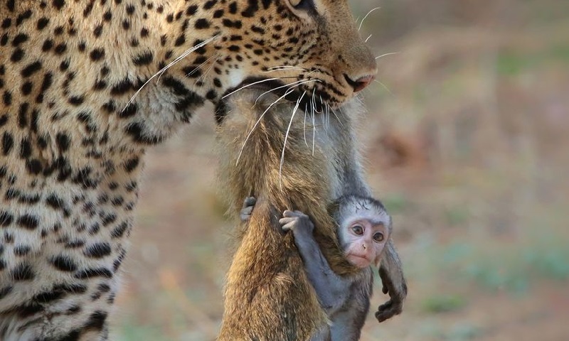 Mamãe MACACO carrega FILHOTE que MORREU! #bichos #biologia