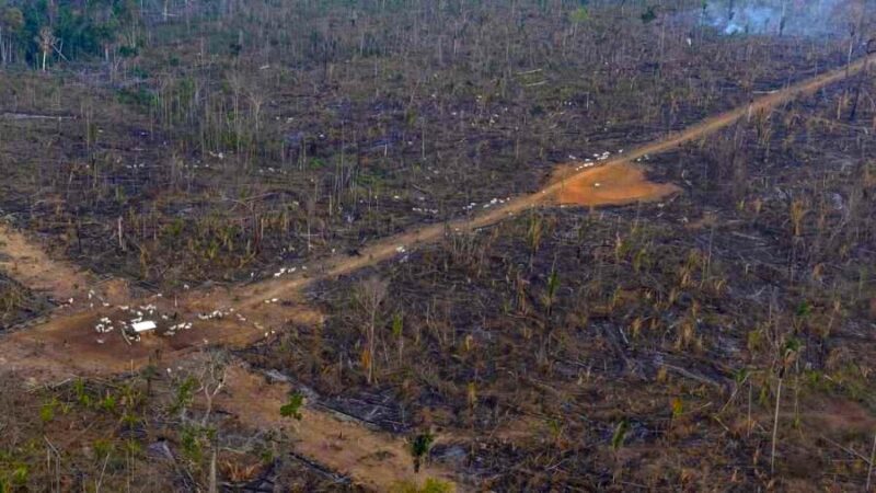 Desmatamento na Amazônia bate novo recorde em setembro: segundo o Inpe, os alertas aumentaram 47,7% em relação ao mesmo mês em 2021