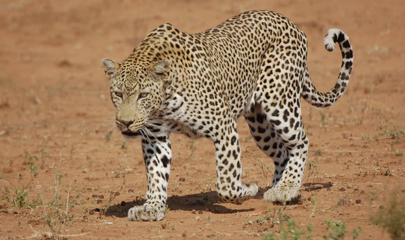 Considerado extinto na Turquia, leopardo-persa é reavistado em montanhas do país