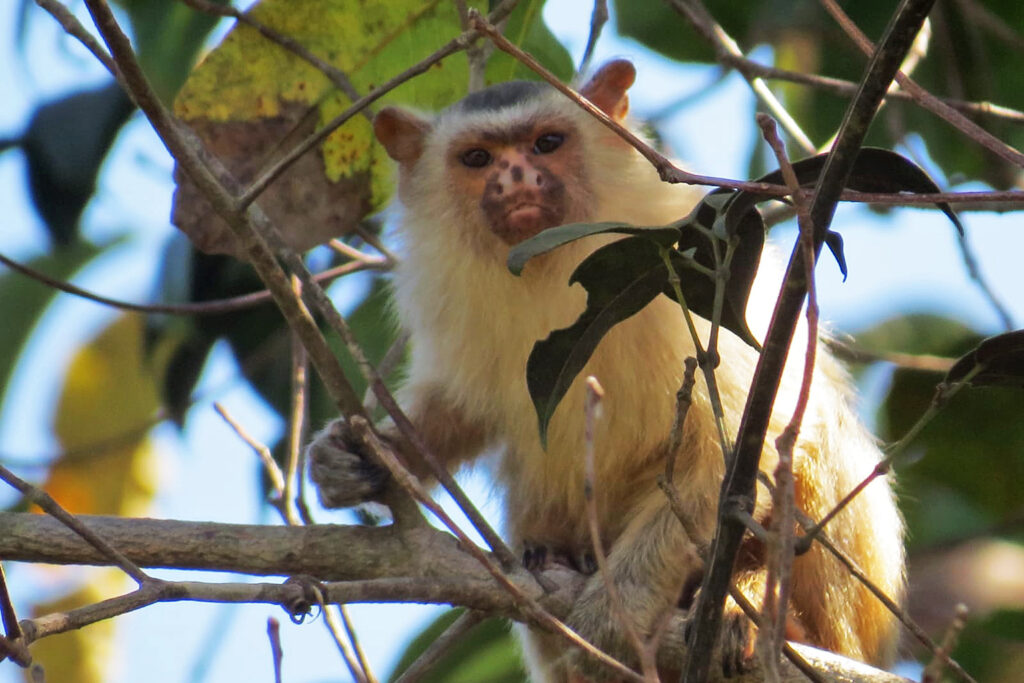 Ecoturismo de observação de primatas pode salvá-los da ameaça de extinção na Amazônia