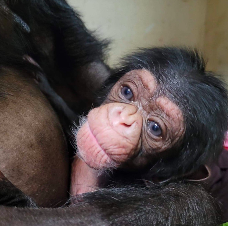 Macaco Chimpanzé Fêmea com Filhote