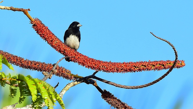 Tiê-bicudo, ave criticamente ameaçada de extinção, volta a ser mais visto  no Mato Grosso graças