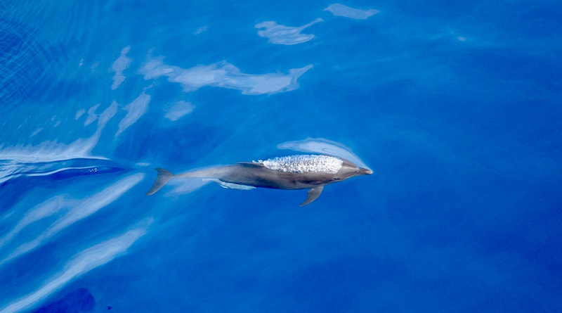Pesquisadora brasileira descreve nova subespécie de golfinho do Oceano Pacífico