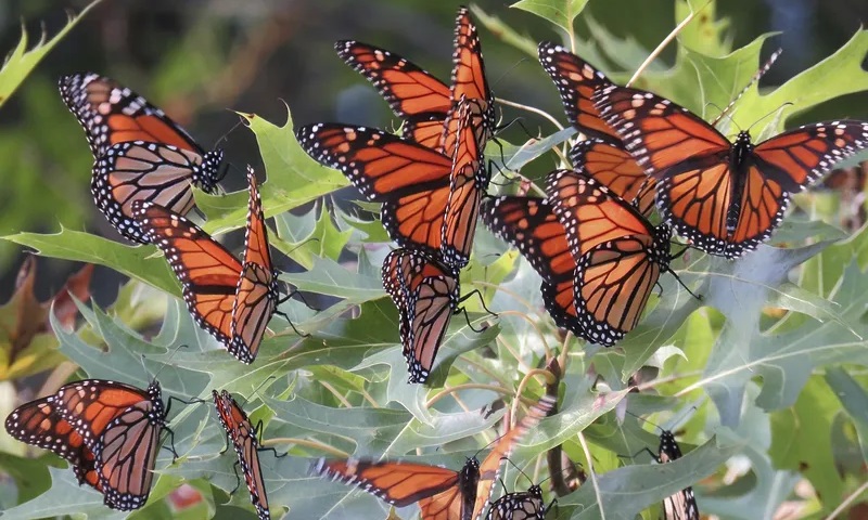 Censo aponta migração recorde de borboletas-monarcas, pelo segundo ano consecutivo