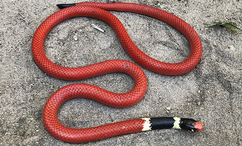 Cobra raríssima é encontrada por pesquisadores em expedição por reserva no Cerrado