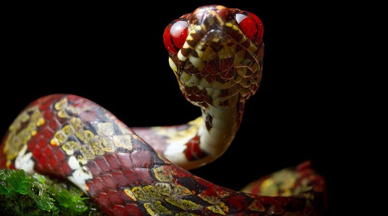 Cinco novas espécies de cobras são descobertas na Amazônia, entre elas, uma  batizada de 'DiCaprio