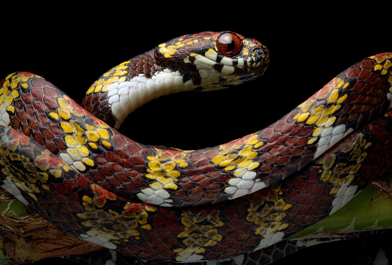 Conheça as quatro espécies de cobras mais letais da Amazônia brasileira,  cobra azul brasileira