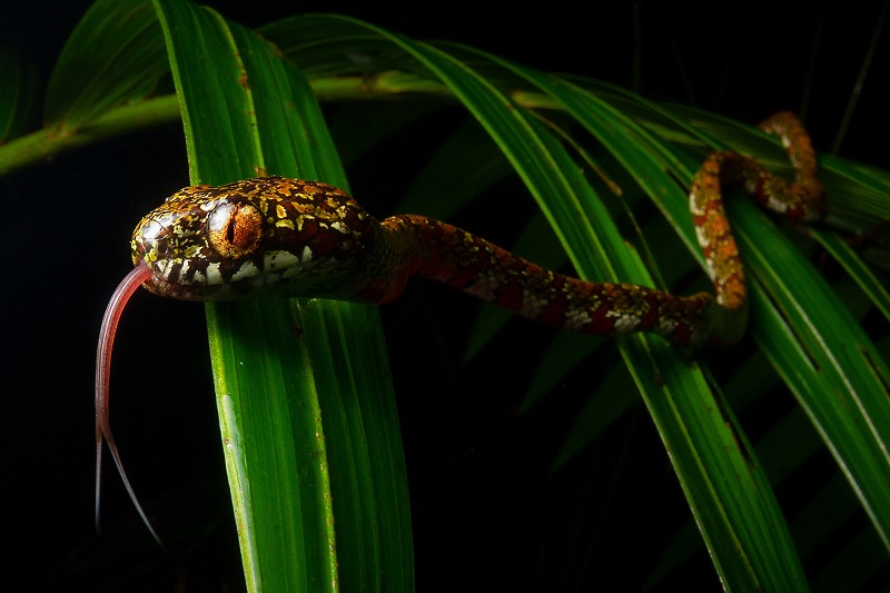 Cinco novas espécies de cobras são descobertas na Amazônia, entre elas, uma batizada de 'DiCaprio'