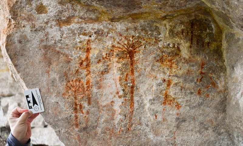 Descoberta a primeira pintura rupestre de araucárias do Brasil, feita há cerca de 4 mil anos
