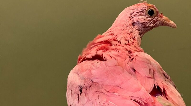 Pegue o pombo: moradores de BH estão perplexos com ave cor-de-rosa -  Notícias - R7 Minas Gerais