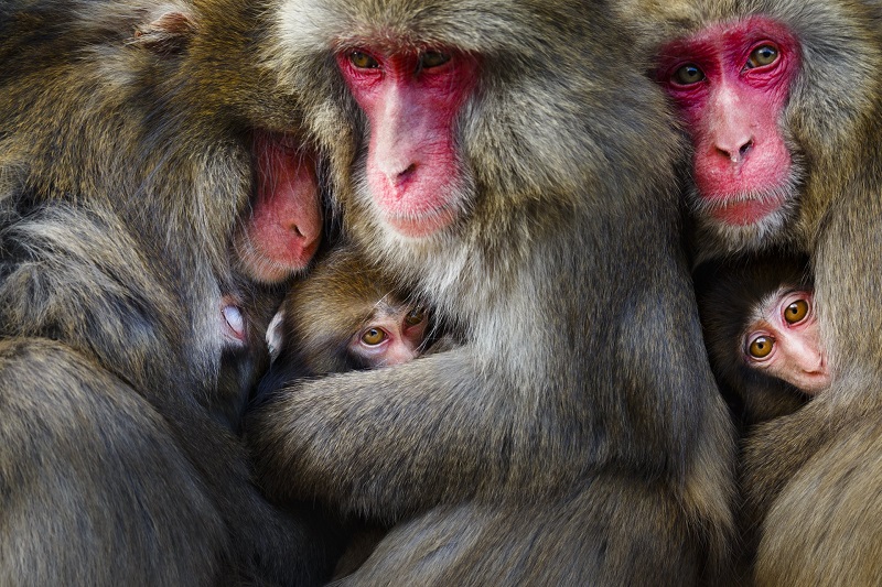 Macacos fofos se juntam para sair na foto em parque no Japão