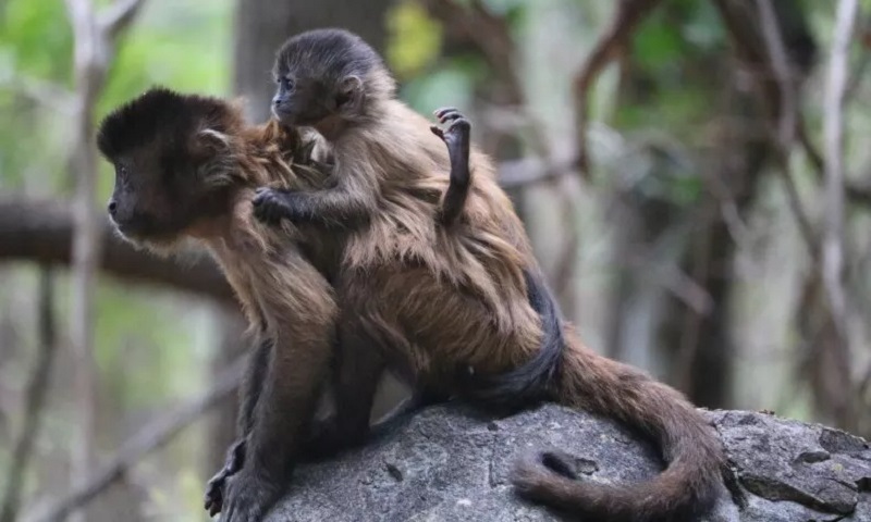 Mamãe MACACO carrega FILHOTE que MORREU! #bichos #biologia