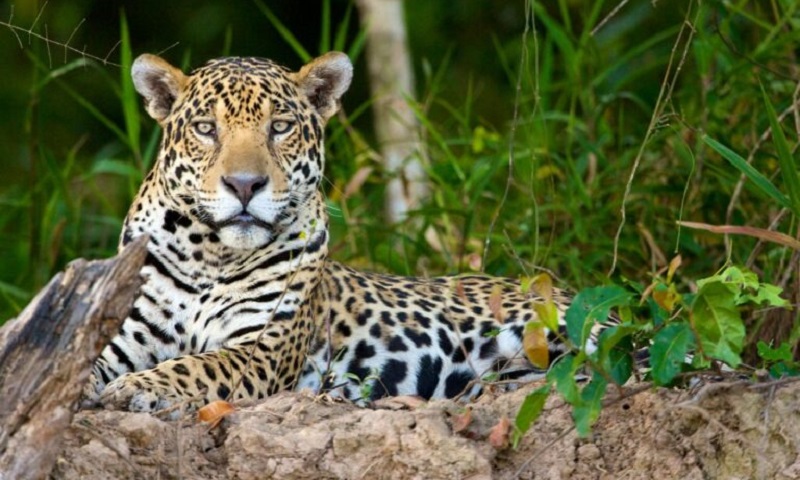 Brasil é lar de metade das onças-pintadas do mundo e Amazônia tem áreas prioritárias para conservação da espécie
