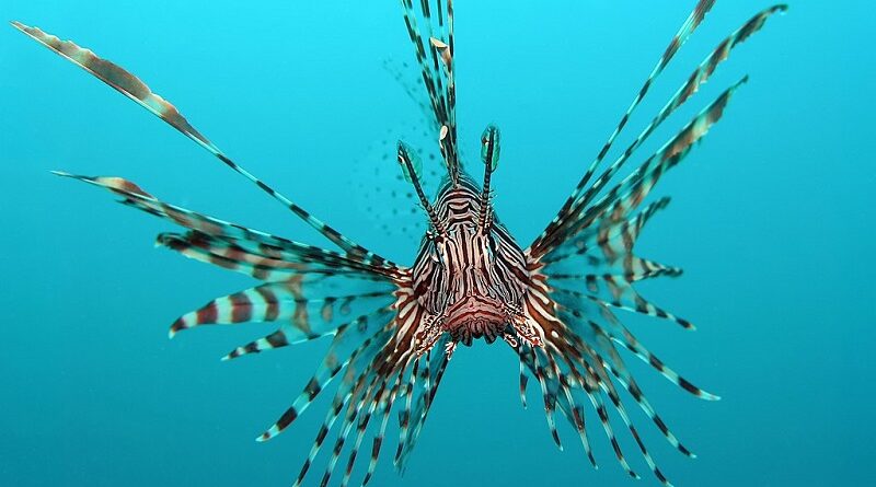 Operação especial captura 122 peixes-leão em Fernando de Noronha durante um  mês, Viver Noronha