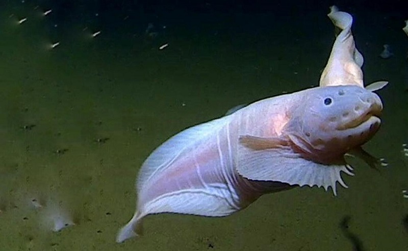 Fossa das Marianas: o abismo mais profundo dos oceanos