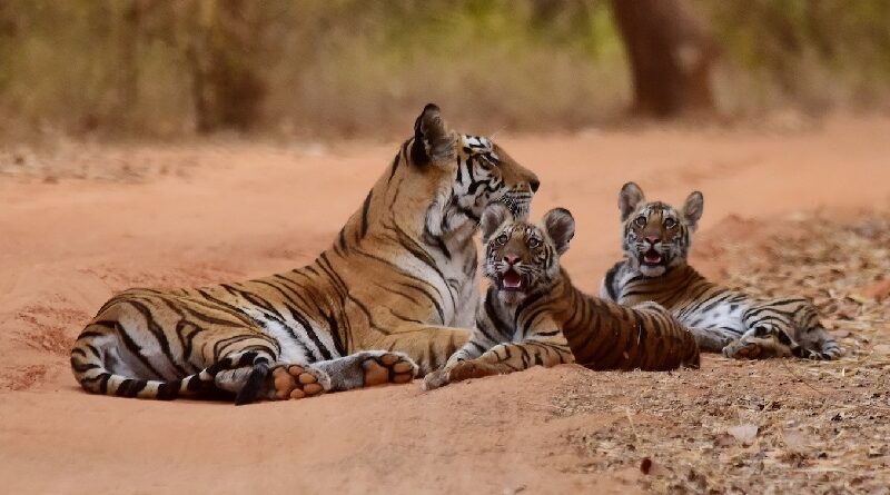 População de tigres da Índia apresenta recuperação e anima  conservacionistas