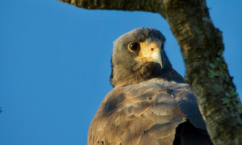 Melhor lugar do mundo para observar o raro gavião-caranguejeiro está no Brasil