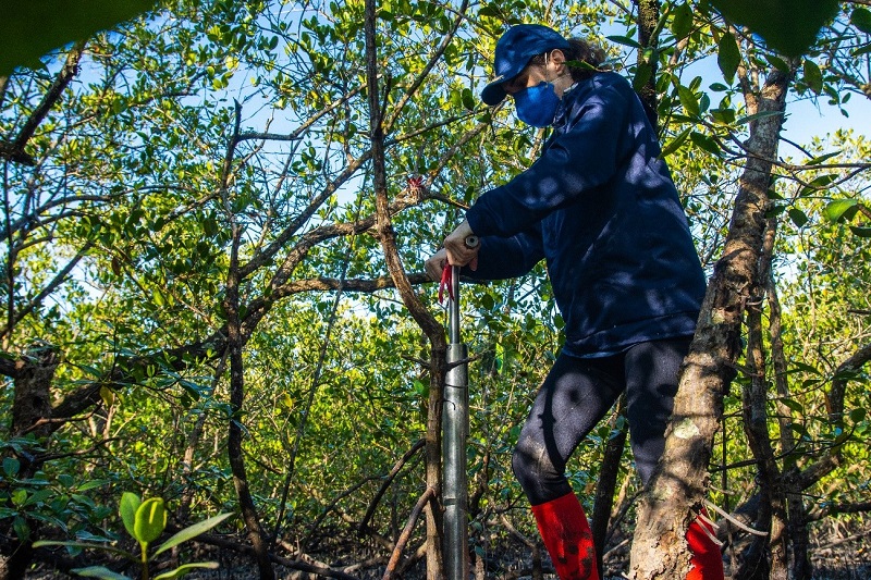 Mapeamento inédito é realizado em manguezais da Grande Reserva da Mata Atlântica