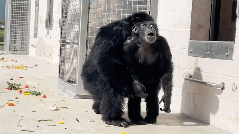 Vídeo emocionante mostra momento em que chimpanzé de laboratório olha o céu pela primeira vez aos 28 anos