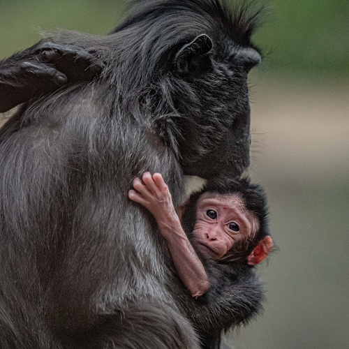 Celebração com o nascimento de um macaco-negro-de-sulawesi