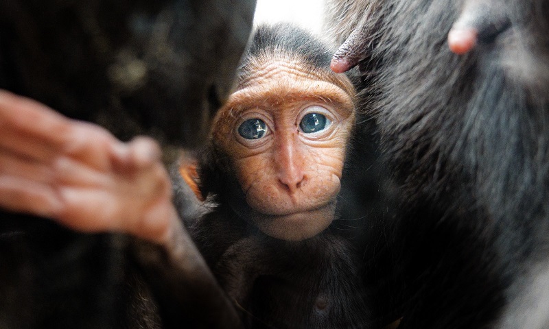 Os macacos poderiam ser ensinados, pelo menos de uma maneira muito