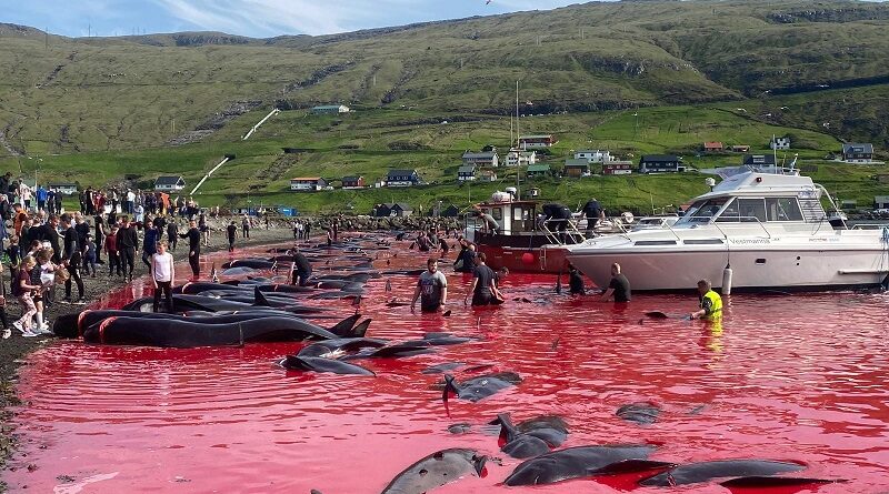 Freya, morsa morta sem necessidade, ganha memorial na Noruega