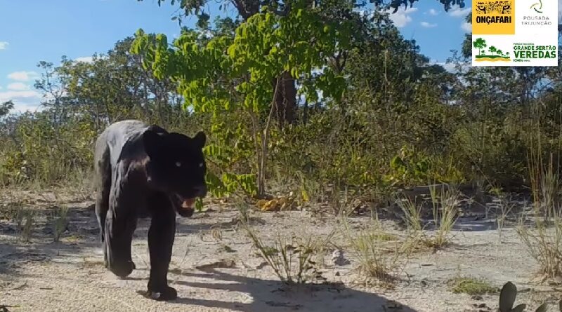 Celebração com o nascimento de um macaco-negro-de-sulawesi