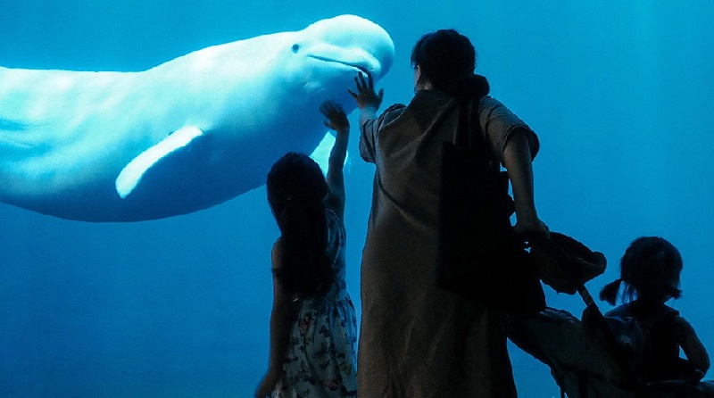 Quatorze baleias morreram desde 2019 em aquário no Canadá
